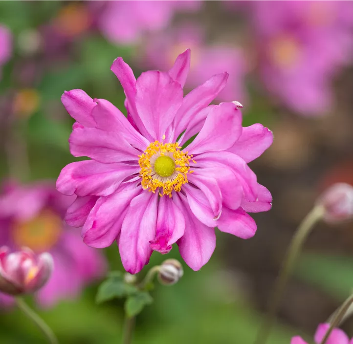 Garten-Herbst-Anemone 'Prinz Heinrich'