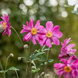 Anemone hupehensis Prinz Heinrich