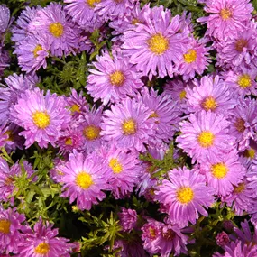 Aster alpinus Happy End