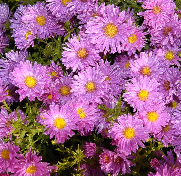 Alpen-Aster 'Happy End'