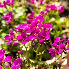 Arabis caucasica Aubris Deep Rose
