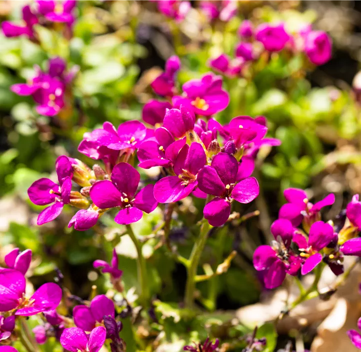 Kaukasus-Gänsekresse 'Aubris Deep Rose'