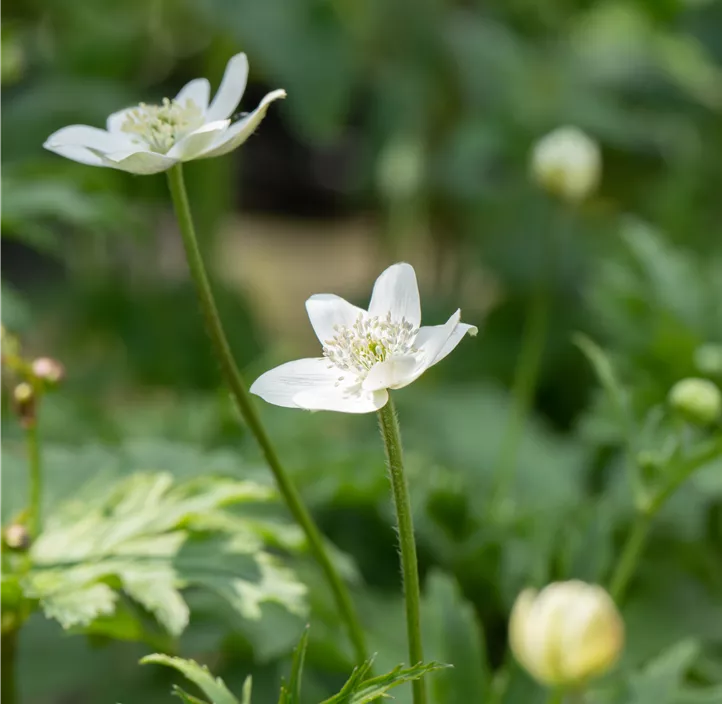 Chinesisches Sommer-Windröschen