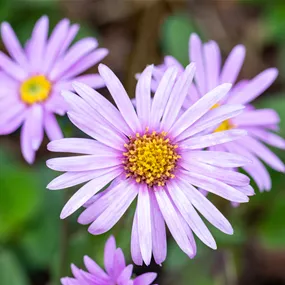 Aster amellus 'Pink Zenith'