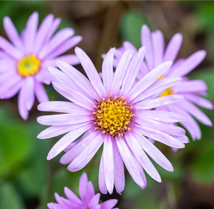 Sommer-Aster 'Rosa Erfüllung'