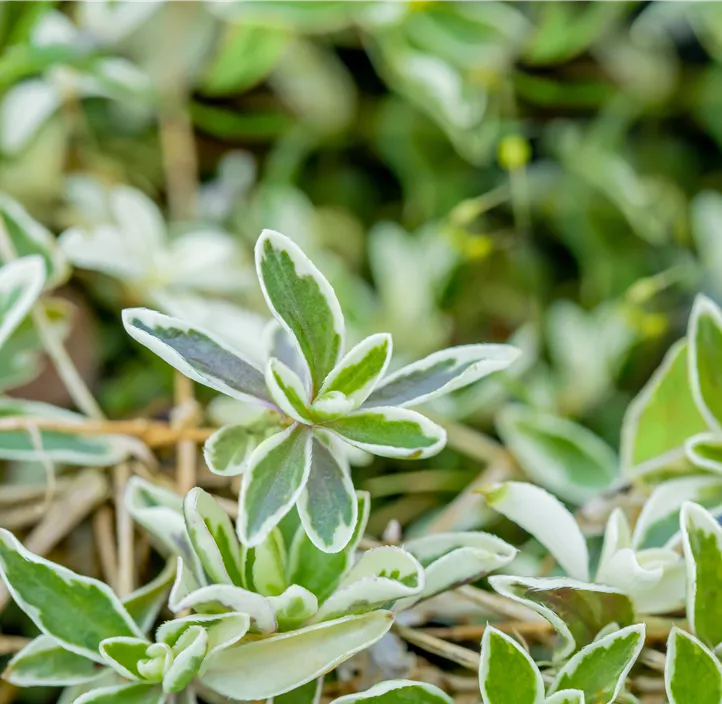 Kleine Garten-Gänsekresse 'Variegata'