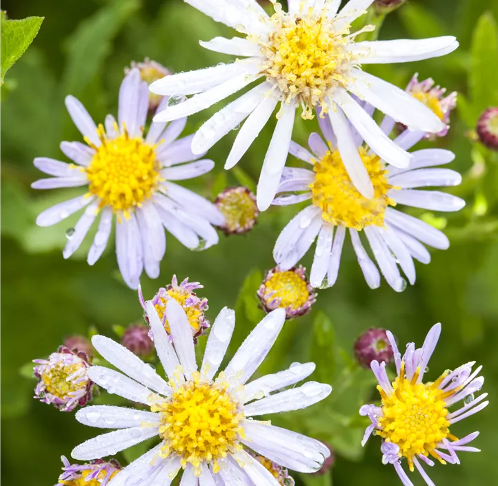 Garten-Myrten-Aster 'Schneetanne'