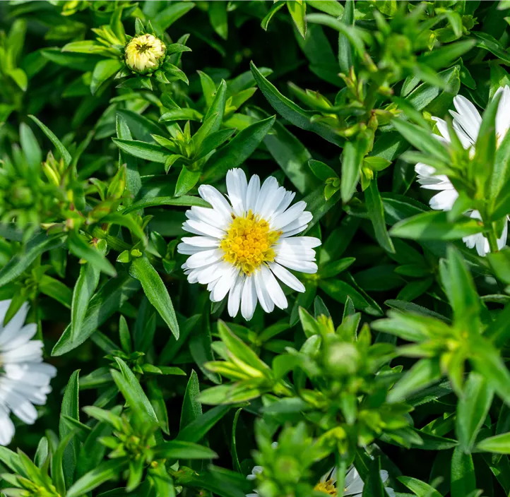 Garten-Kissen-Aster 'Alpha White'