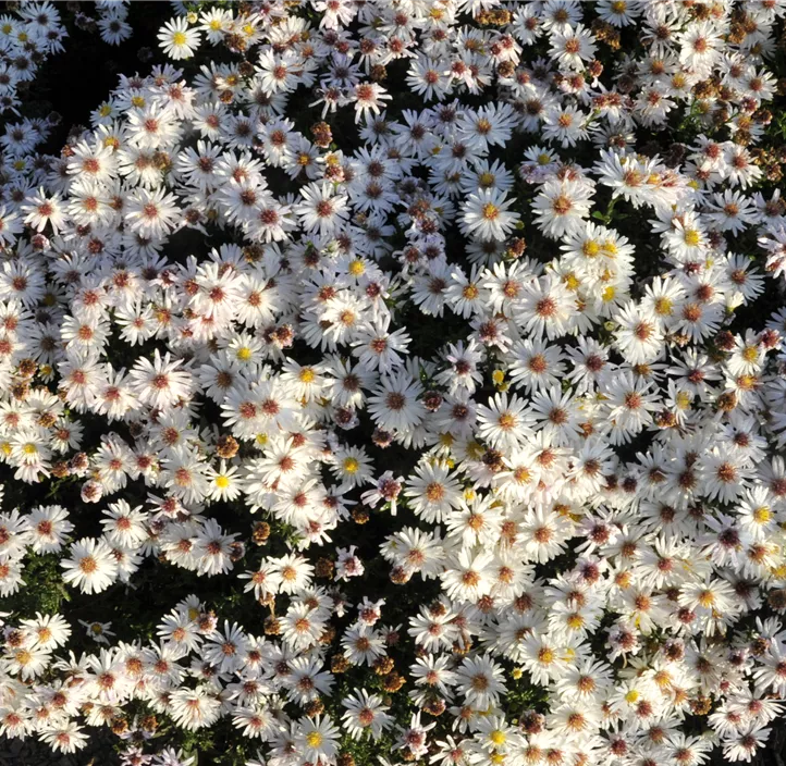 Garten-Kissen-Aster 'Kristina'