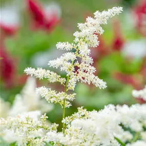 Astilbe japonica 'Deutschland'