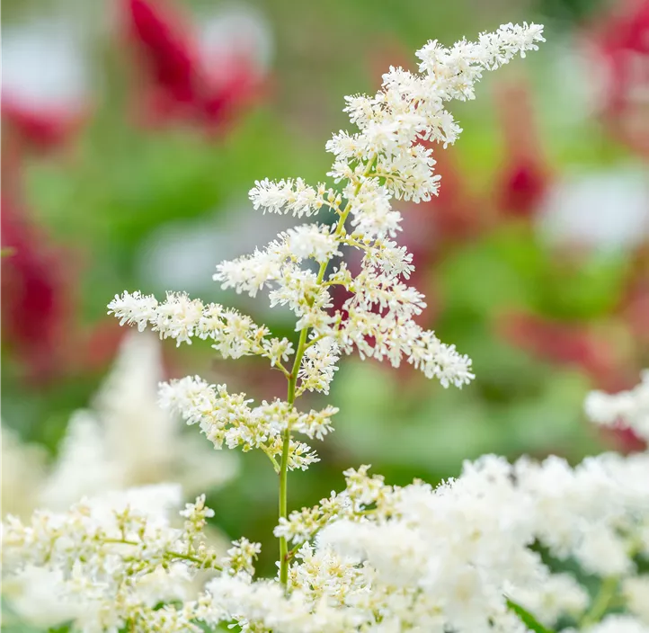 Garten-Prachtspiere 'Deutschland'