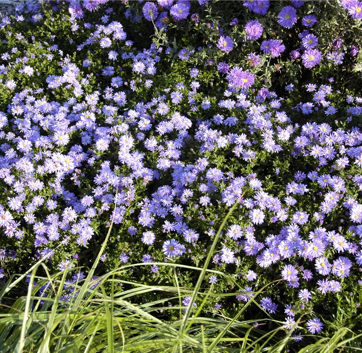 Garten-Kissen-Aster 'Prof. Anton Kippenberg'