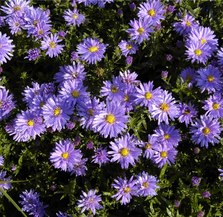 Garten-Kissen-Aster 'Prof. Anton Kippenberg'
