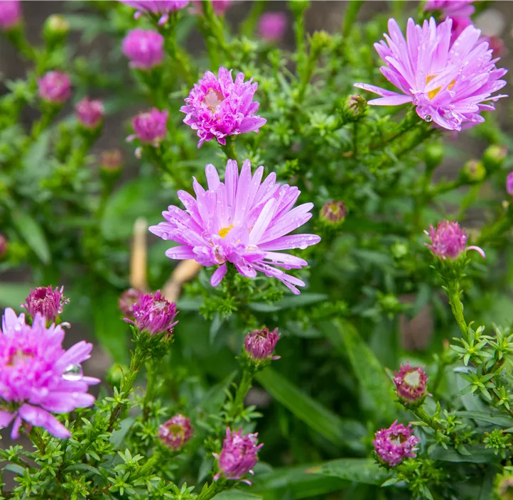 Garten-Kissen-Aster 'Prof. Anton Kippenberg'