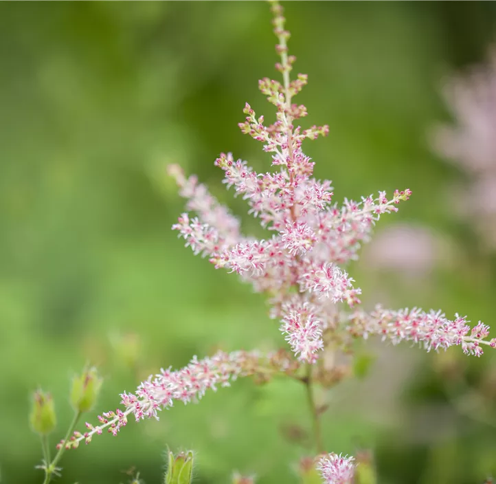 Kahle Garten-Prachtspiere 'Hennie Graafland'