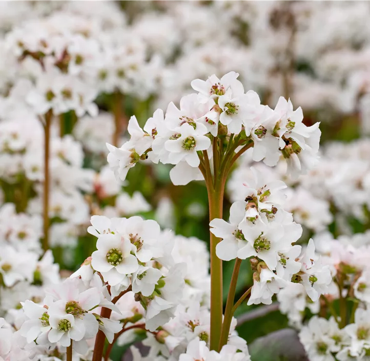 Garten-Bergenie 'Schneekristall'