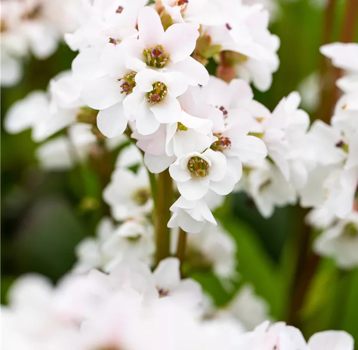 Garten-Bergenie 'Schneekristall'