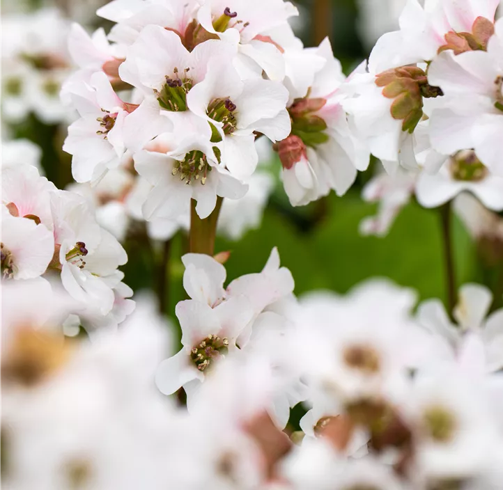 Garten-Bergenie 'Schneekristall'