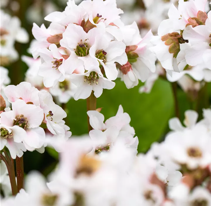 Garten-Bergenie 'Schneekristall'