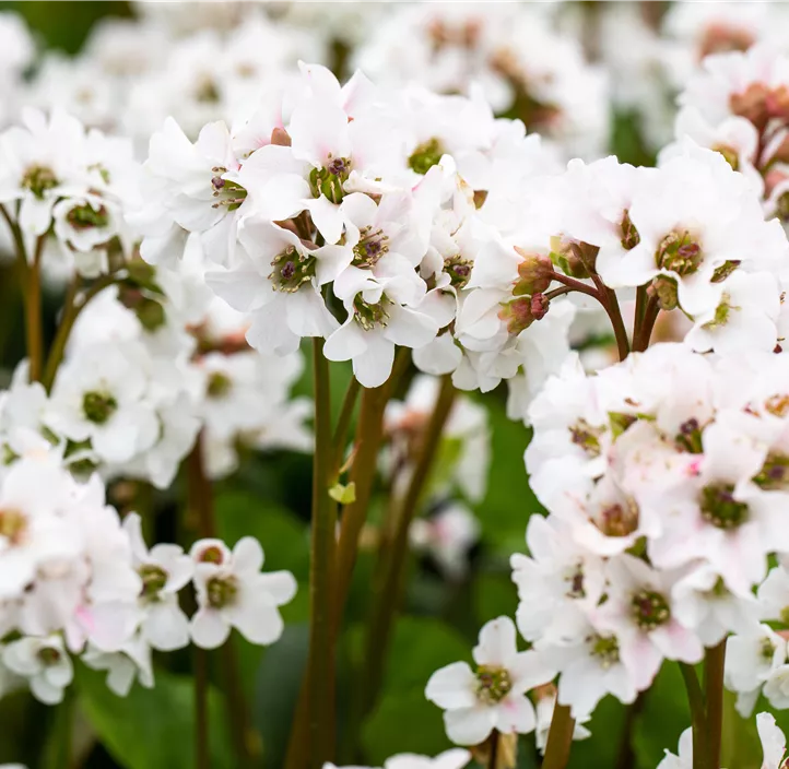 Garten-Bergenie 'Schneekristall'