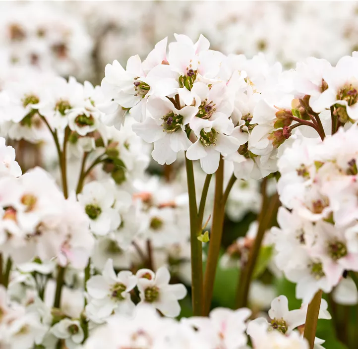 Garten-Bergenie 'Schneekristall'