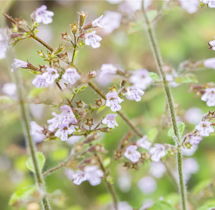 Kleinblütige Garten-Bergminze 'Blue Cloud'