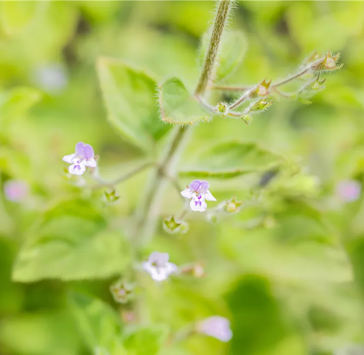 Kleinblütige Garten-Bergminze 'Blue Cloud'