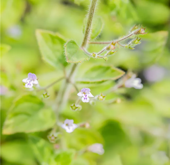 Kleinblütige Garten-Bergminze 'Blue Cloud'