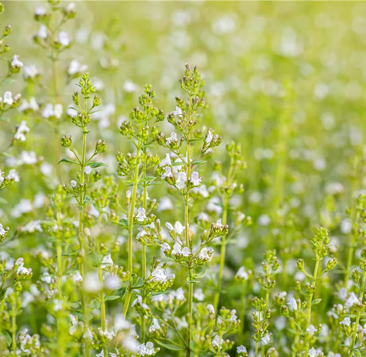 Kleinblütige Garten-Bergminze 'Triumphator'