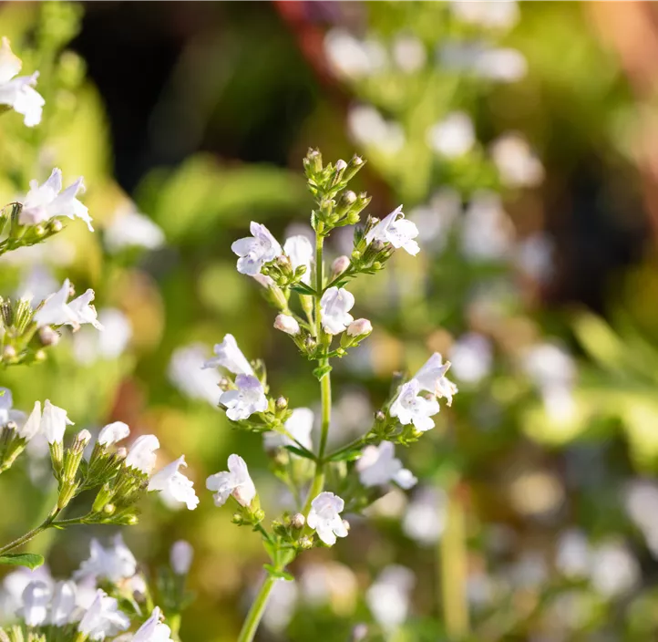 Kleinblütige Garten-Bergminze 'Triumphator'