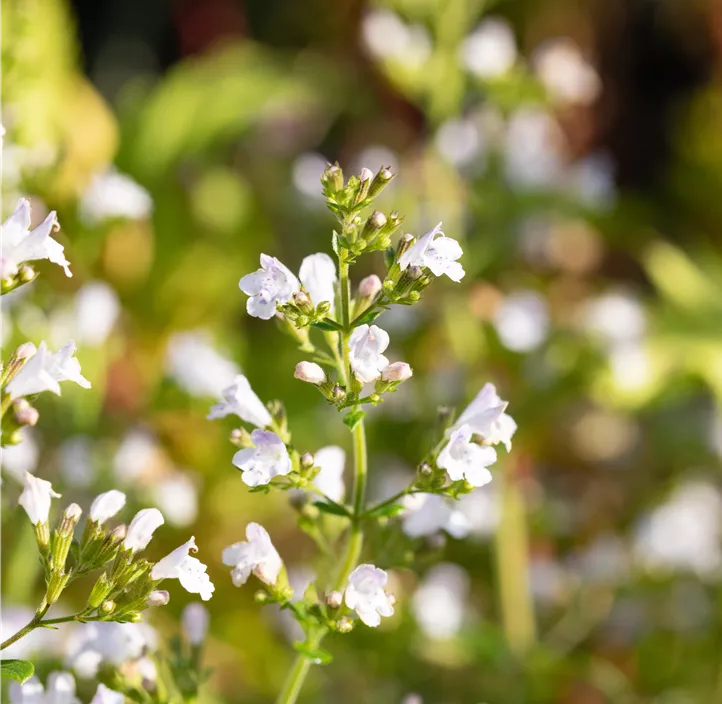 Kleinblütige Garten-Bergminze 'Triumphator'