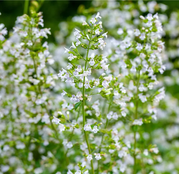 Kleinblütige Garten-Bergminze 'Triumphator'