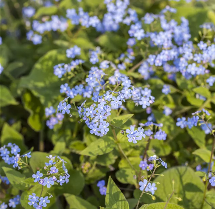 Kaukasus-Vergissmeinnicht