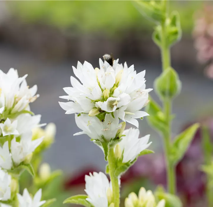 Knäuel-Glockenblume 'Alba'