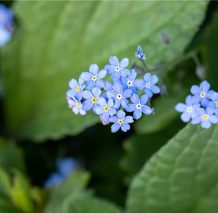 Kaukasus-Vergissmeinnicht
