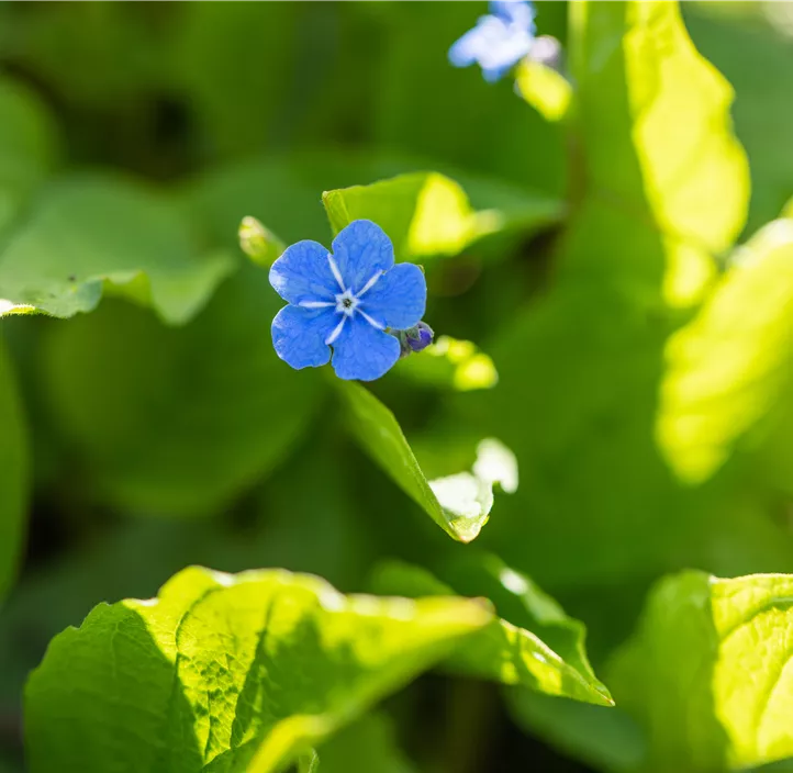 Kaukasus-Vergissmeinnicht