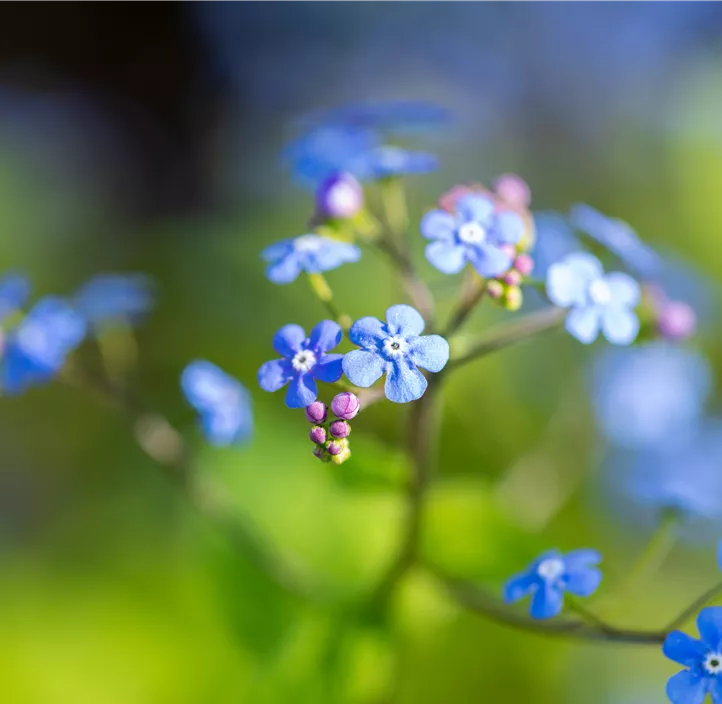 Kaukasus-Vergissmeinnicht