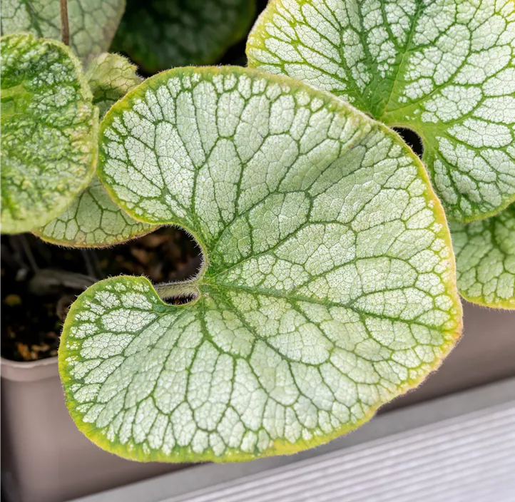 Kaukasus-Vergissmeinnicht