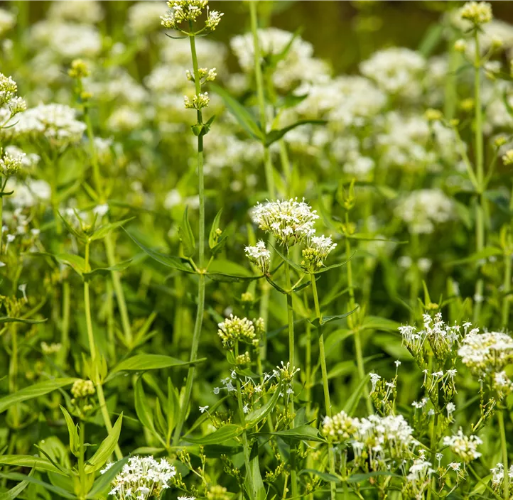 Weißblühende Garten-Spornblume 'Albus'