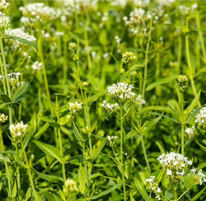 Weißblühende Garten-Spornblume 'Albus'