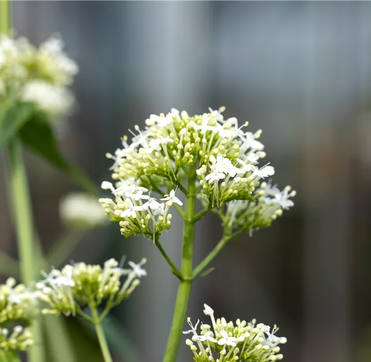 Weißblühende Garten-Spornblume 'Albus'