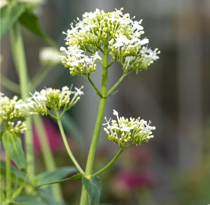 Weißblühende Garten-Spornblume 'Albus'