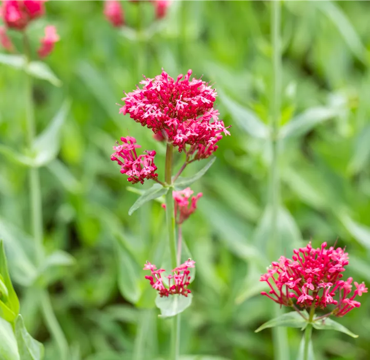 Rotblühende Garten-Spornblume 'Coccineus'