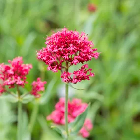 Centranthus ruber Coccineus