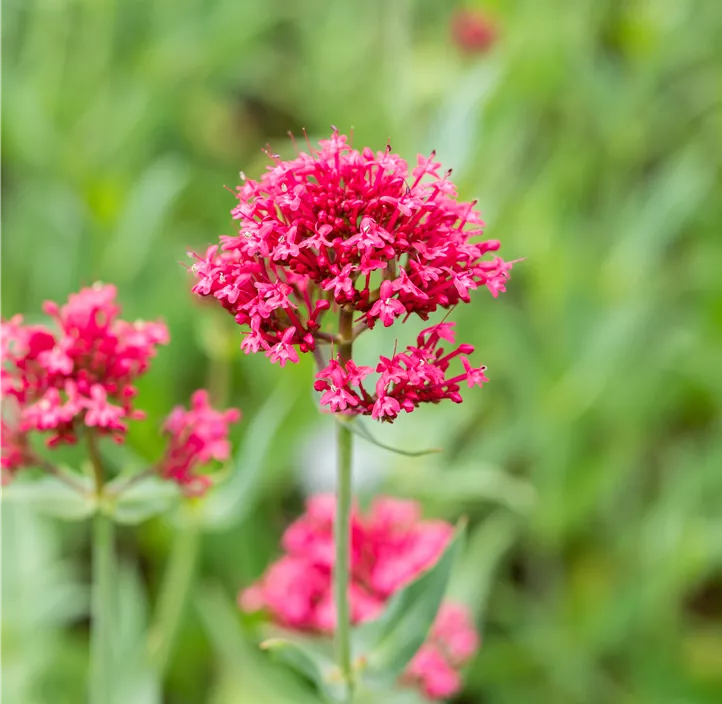 Rotblühende Garten-Spornblume 'Coccineus'