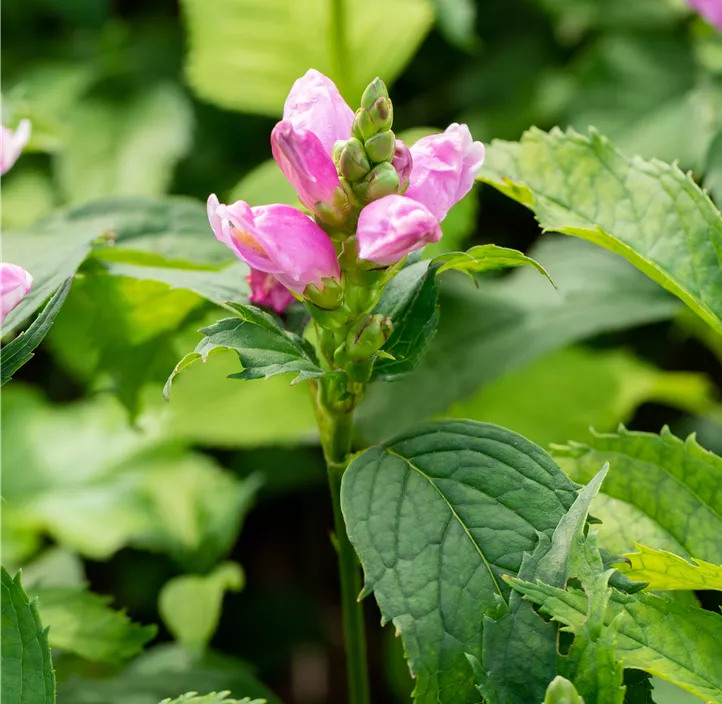 Schiefer Schlangenkopf