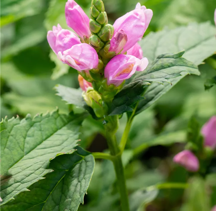 Schiefer Schlangenkopf