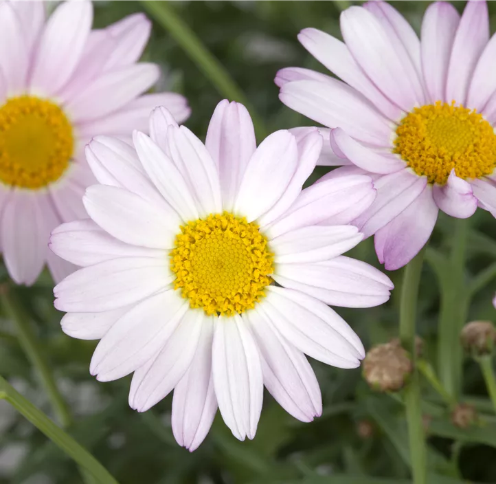 Chrysantheme 'Clara Curtis'