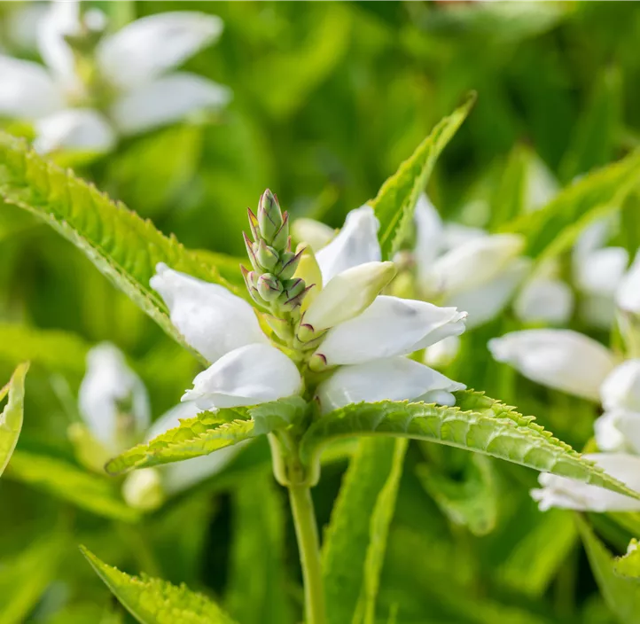Garten-Schlangenkopf 'Alba'