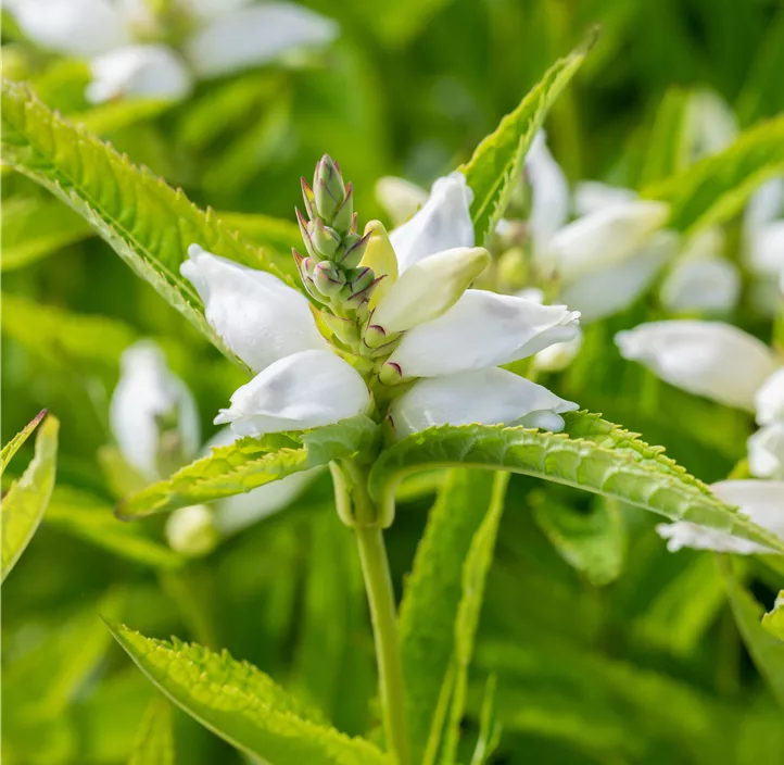 Garten-Schlangenkopf 'Alba'